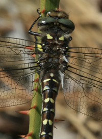 Twin-spotted Spiketail